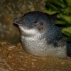 Tucnak nejmensi - Eudyptula minor - Little Penguin - korora 7465